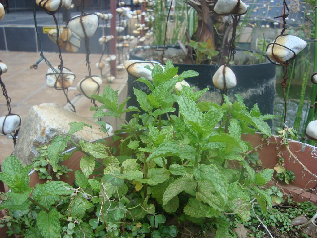 44 On Ennis Guest Lodge And Restaurant - No Load Sheddding Ermelo Ngoại thất bức ảnh